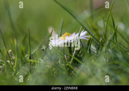 Fiore di primavera su un campo verde. Daisy - Bellis ha petali bianchi e un centro giallo. Foto Stock