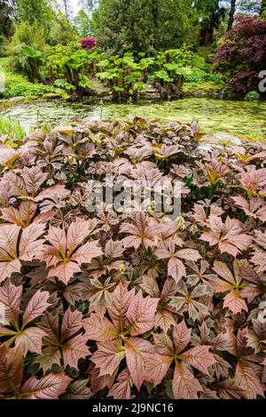 Colurful piante fogliame a Threave Gardens, vicino a Castle Douglas a Dumfries & Galloway (maggio 2022). Foto Stock