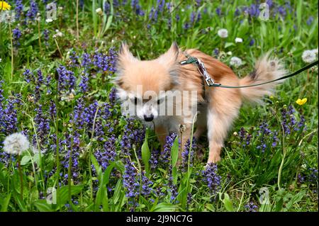 Un cane chihuahua ha guastato mentre camminava in un prato verde con fiori viola Foto Stock