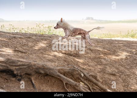 Ritratto di incredibile Crested Dog cinese corre e gioca in un parco con soleggiato estate campo vista sullo sfondo. Foto Stock
