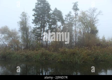 Sulla riva di un lago forestale Foto Stock