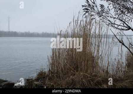 Addensamenti di canne sulla riva autunnale del fiume Foto Stock