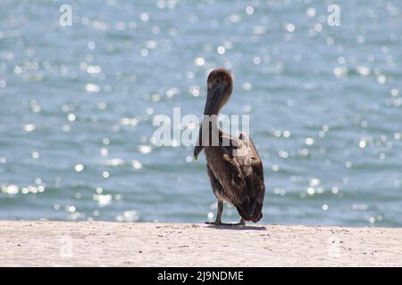 Un unico pellicano marrone (Pelecanus occidentalis) in piedi su una spiaggia con acqua frizzante sullo sfondo Foto Stock