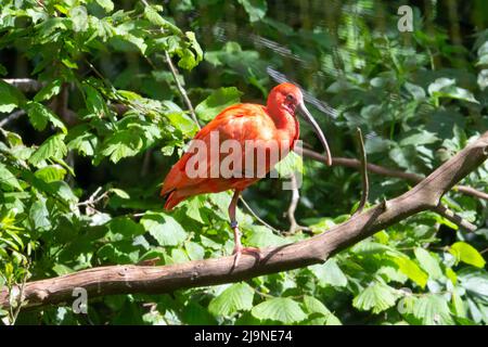 Un singolo Scarlet Ibis (Eudocimus ruber) arroccato su una gamba su un ramo con foglie verdi sullo sfondo Foto Stock