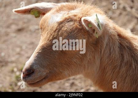 Ritratto di una capra nana dell'Africa occidentale in uno zoo di animali domestici. È marrone chiaro e ha le etichette dell'orecchio Foto Stock