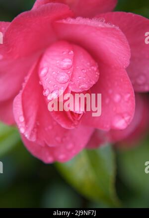 Fiore di camellia rosa brillante coperto di gocce d'acqua dopo una pioggia primaverile in un giardino del nord-ovest. Foto Stock