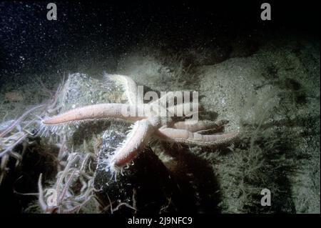 Starfish a sette armi - Luidia Ciliaris, Echinodermi, predatore, scavenger, si muove su gambe tubolari, Brittlestars (Ophiuroidea) St Abbs UK 1989 Foto Stock