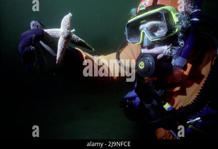 Comune Starfish - Asterias rubens, Diver, Starfish ringiovanente il suo corpo, mobile su gambe tubolari, Diver in un vestito secco arancione, St Abbs UK 1988. Foto Stock