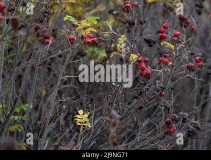 Fianchi di rosa maturi sul cespuglio. Piante in autunno, appassimento, fianchi di rosa isolati su un cespuglio senza foglie. Segni di autunno. Foto Stock