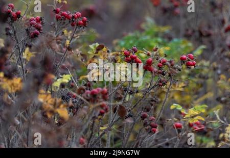 Fianchi di rosa maturi sul cespuglio. Piante in autunno, appassimento, fianchi di rosa isolati su un cespuglio senza foglie. Segni di autunno. Foto Stock