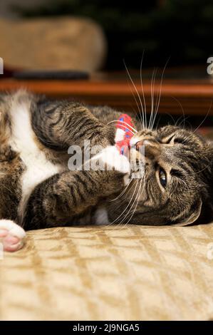Un gatto da tavola con zampe bianche e whiskers giocare con un giocattolo di cattura. Foto Stock