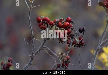 Fianchi di rosa maturi sul cespuglio. Piante in autunno, appassimento, fianchi di rosa isolati su un cespuglio senza foglie. Segni di autunno. Foto Stock