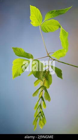 Foglie e samaras appeso (semi) di acero boxelder (Acer negundo), in primavera tardo nella Virgina centrale. Foto Stock