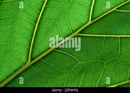 Verde foglie sfondo e texture le foglie di un fidddle foglia fico albero - ficus lirata Foto Stock