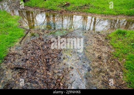 Big Bone Lick in Kentucky Foto Stock