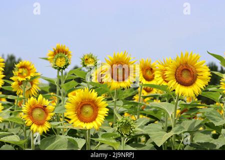 Campi di girasole in Carolina del Nord Foto Stock