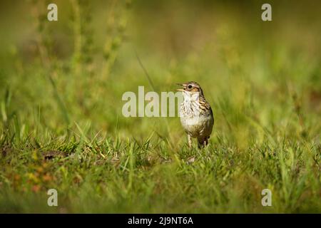 Legno Lark - Lullula arborea uccello crestato marrone sul prato (pascoli), lark genere Lullula, trovato in gran parte dell'Europa, il Medio Oriente, Asia occidentale Foto Stock