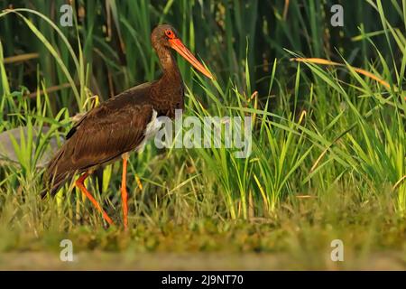 Cicogna nera - Ciconia nigra uccello nero grande della famiglia Ciconiidae, sottoparti bianche, lunghe gambe rosse e un lungo becco rosso appuntito, a caccia in acqua Foto Stock