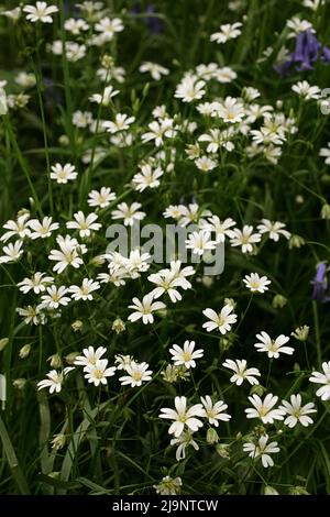 Il fiore selvatico Greater Stitchwort in Lesnes Abbey Woods, Abbey Wood, Londra Foto Stock