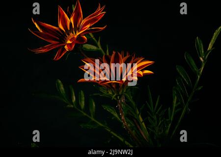 Foto di fiori arancioni Gazania aspra con sfondo nero Foto Stock