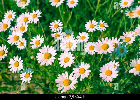 Prato di fiori di margherite bianche in una giornata estiva di sole. Bellissimo sfondo floreale. Foto Stock