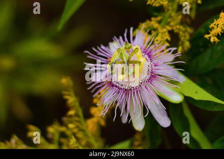 Bella passiflora incarnato fiore viola trovato in campo NC vicino al lago Foto Stock