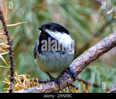 Vista frontale da primo piano di Chickadee appollaiata su un ramo con uno sfondo verde sfocato nel suo ambiente e habitat circostante. Foto Stock