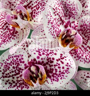 Viola bianco macchia fiore orchidea in primo piano foto quadrato Foto Stock