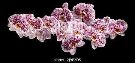 Ramo di falaenopsi rosa o orchidea Moth da isolato su sfondo nero. Foto è adatto come banner per un sito web Foto Stock