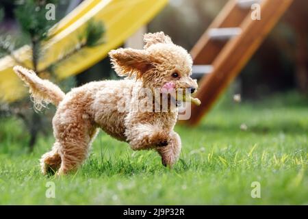 Carino piccolo cane di colore dorato che corre giocosamente sul prato verde nel parco. Il cane felice vola rapidamente e porta un giocattolo in gomma a forma di pollo in bocca Foto Stock