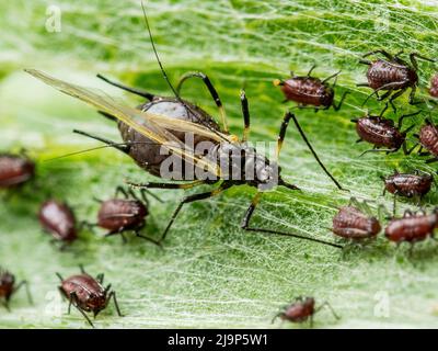 Primo piano di Black Bean Apid Colony. Blackfly o Aphis Fabae parassita giardino insetto Pest Macro su sfondo verde Foto Stock