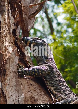 Vigorosa dinamica del pizzo Monitor arrampicare liticamente un albero di eucalipto. Foto Stock