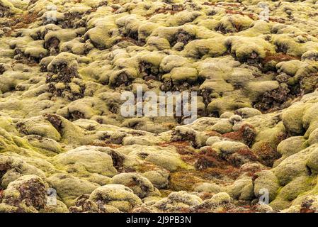 Texture di sfondo muschio islandese, primo piano di rocce laviche vulcaniche ricoperte di muschio, campo di lava di Eldhraun, Islanda Foto Stock