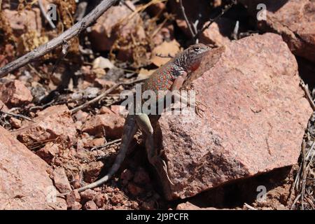 Lucertola senza orecchie maschio adulto o Cophosaurus texanus abbronzatura e visualizzazione su roccia in Rumsey Park, Payson, Arizona. Foto Stock