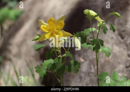 Colombina gialla o Aquilegia fiore al ponte naturale Tonto in Arizona. Foto Stock