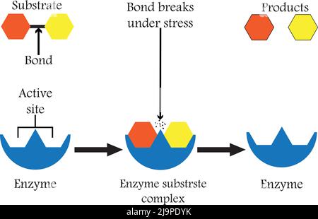 Enzimi che scomporre i composti alimentari nei loro blocchi di base, per facilitare il suo assorbimento nel corpo, e li chiamiamo enzimi digestivi. Illustrazione Vettoriale