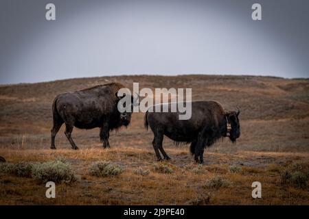 Bisoni nella natura selvaggia nel parco nazionale di Yellowstone negli Stati Uniti Foto Stock