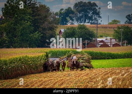 A View of Amish Harvesting There Corn Using Six Horses and Three Men come è stato fatto anni fa in un Sunny Fall Day Foto Stock