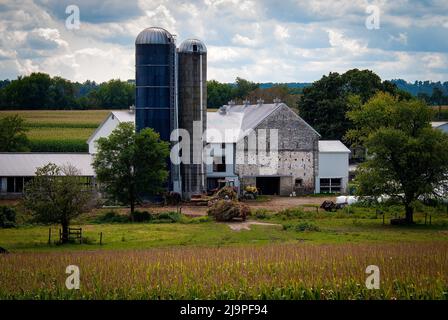 A View of Amish Harvesting There Corn Using Six Horses and Three Men come è stato fatto anni fa in un Sunny Fall Day Foto Stock