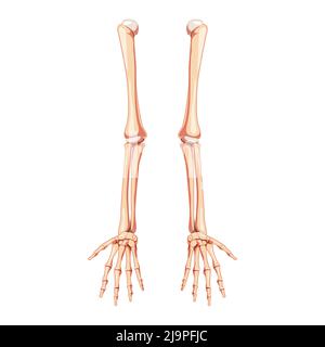 Vista frontale di Arms Skeleton Human. Set di mani, avambracci, omero, ulna, raggio, Phalanges anatomicamente correggere realistico piatto naturale concetto di colore illustrazione vettoriale isolato su sfondo bianco Illustrazione Vettoriale