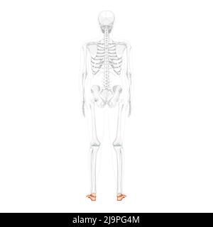Caviglia del piede ossa scheletro schiena umana Vista dorsale posteriore con posizione del corpo parzialmente trasparente. Correzione anatomica 3D realistiche immagini vettoriali realistiche a colori naturali piatti su sfondo bianco Illustrazione Vettoriale
