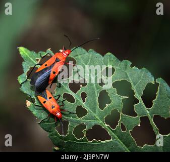 Comune bug di cotone rosso (Dydercus cingulatus) che si accoppiano su una foglia : (pix SShukla) Foto Stock