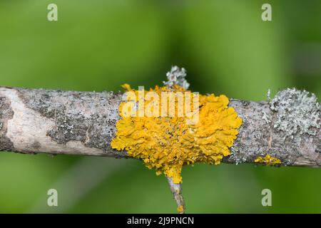 Xantoria parietina, comune di lichen arancione sul closeup ramo albero fuoco selettivo Foto Stock