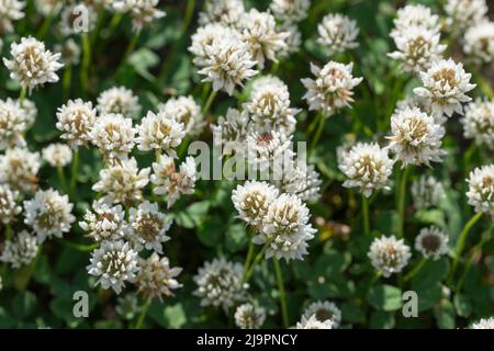 Trifolium repens, fiori di trifoglio bianco in prato closeup fuoco selettivo Foto Stock