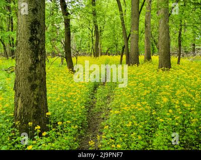 Butterweed (Packera glabella) fiorito sulla pianura alluvionale del fiume Des Plaines a Thatcher Woods vicino Chicago, Illinois. Butterweed è originario dell'Illinois meridionale, ma ha esteso la sua gamma a nord negli ultimi decenni con il riscaldamento del clima. Foto Stock