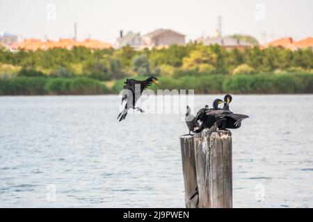 Cormorano nero che sorvola il mare. Il grande cormorano, Phalacrocorax carbo, conosciuto come il grande cormorano nero, o lo shag nero. Foto Stock