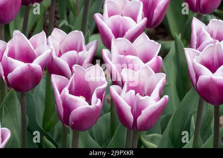 Tulipa 'Salvation Army', viola bianco, attraente, bello, tulipani, Pretty, Nice, Flowers, Triumph Tulip Foto Stock