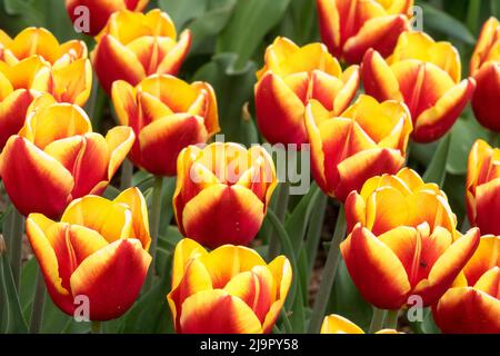 Tulipani rossi gialli di Trionfo, Tulipa 'Jan Seignette', Giardino, Fiori, Primavera, Fiore, Letto Foto Stock