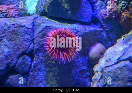 anemoni di acqua fredda. Gli anemoni marini sono un gruppo di animali marini predatori Foto Stock