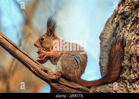 cute soffice uno scoiattolo siede su un albero e nibbe una noce grande Foto Stock